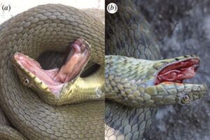 出血、脱糞…。迫真の演技で死んだフリをするヘビがいた!