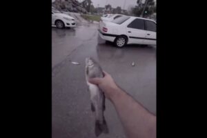 空から魚が降る現場で動画が撮影された【イラン】