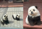 パンダがいない中国の動物園、ありえない動物「パンダ犬」を公開して物議に