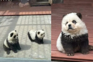 パンダがいない中国の動物園、ありえない動物「パンダ犬」を公開して人気