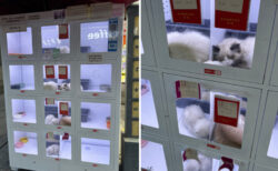 中国に生きた動物の自販機が登場、物議を醸す