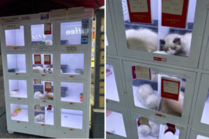 中国に生きた動物の自販機が登場、物議を醸す
