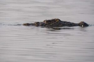 インドで母親が6歳の息子を、ワニのいる運河に投げ入れて殺す