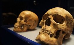 エジプト人の頭蓋骨がオークションに出品され、国会議員が批判【イギリス】
