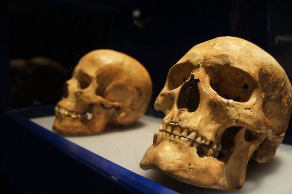 エジプト人の頭蓋骨がオークションに出品され、国会議員が批判【イギリス】