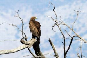 ウクライナでの戦争により、カラフトワシが飛行ルートを変更していた可能性