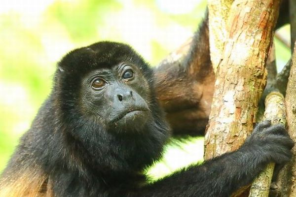 メキシコで猛暑のため、サルが熱中症で大量死