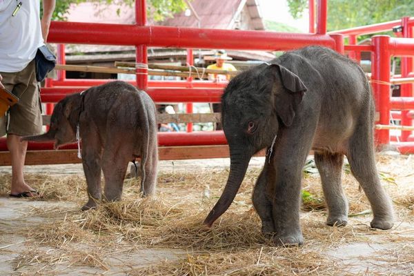 タイでゾウが奇跡の出産、非常に珍しい双子が誕生