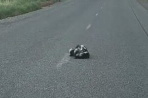 道路をモフモフしたものが横切っていく…警官が可愛らしい様子を撮影【アメリカ】