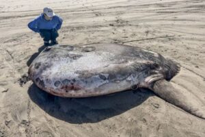 巨大な珍しいマンボウ、オレゴン州の海岸に打ち上げられる