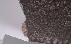 天井裏に18万匹のミツバチ、巨大な巣を発見【スコットランド】