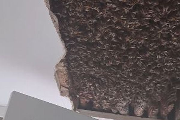 天井裏に18万匹のミツバチ、巨大な巣を発見【スコットランド】