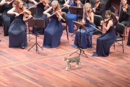 トルコの音楽祭で、演奏中にネコがステージに登場