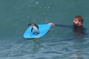 野生のペンギンが突然、ボディ・ボードの上に飛び乗ってきた！【動画】