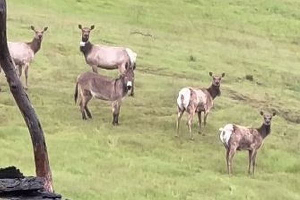 5年前に行方不明になったロバ、ヘラジカの群れと一緒に暮らしていた！【動画】