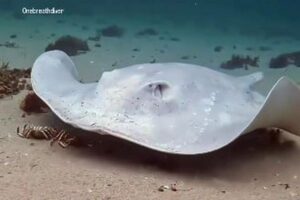 全身が真っ白のエイ、豪でダイバーが貴重な瞬間を撮影