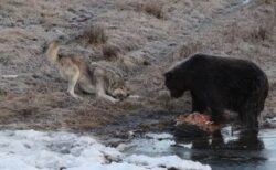 クマのエサを盗もうとするオオカミ、その動作が可愛らしい