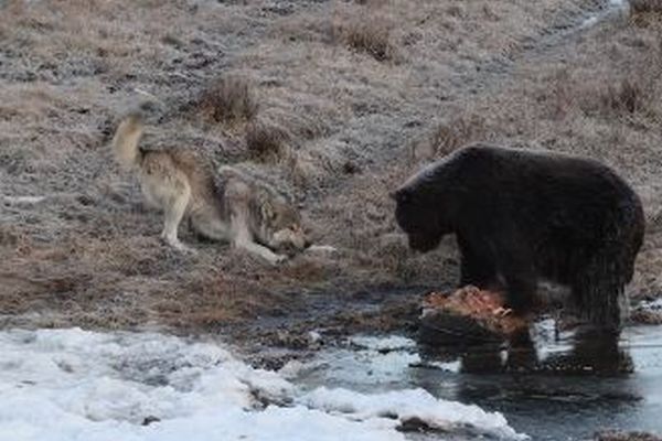 クマのエサを盗もうとするオオカミ、その動作が可愛らしい