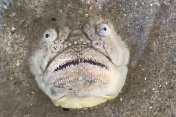 シンガポールのビーチで奇妙な魚を発見、その顔が怖すぎる