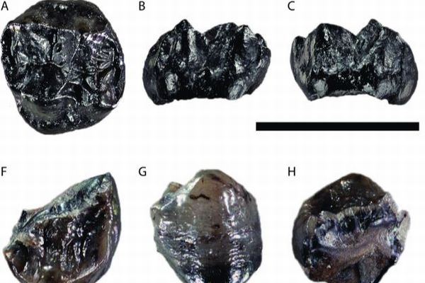 これまでで最も体が小さい、人類の祖先の化石を発見【ドイツ】