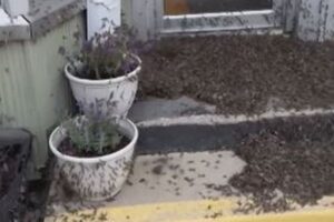 オハイオ州の町にカゲロウが大量発生、多くの死骸が残される【動画】