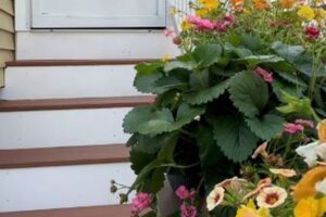 イチゴを食べているのは誰だ？カメラを設置した女性、意外な犯人を特定