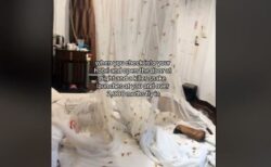 タイのホテルで無数の蛾が部屋に侵入、ベッドや蚊帳を覆いつくす【動画】