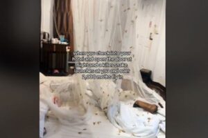 タイのホテルで無数の蛾が部屋に侵入、ベッドや蚊帳を覆いつくす【動画】