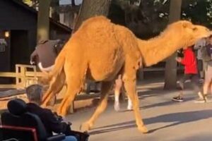 遊園地の囲いから2頭の大きなラクダが脱走、園内を自由に歩いていく【動画】