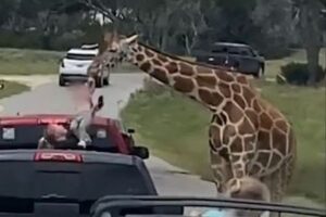 エサをあげようとしていた幼児、キリンに持ち上げられてしまう【動画】
