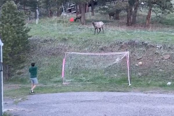 ヘラジカが子供たちとボール遊び！珍しい様子を撮影