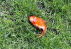 芝生に落ちていた謎の金魚が回復、SNSへの投稿が話題に