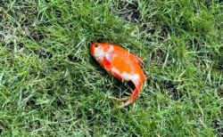 芝生に落ちていた謎の金魚が回復、SNSへの投稿が話題に