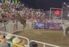 ロデオ会場で牛がフェンスを飛び越え観客席へ、人間を角で突き飛ばす【動画】