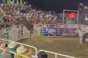ロデオ会場で牛がフェンスを飛び越え観客席へ、人間を角で突き飛ばす【動画】