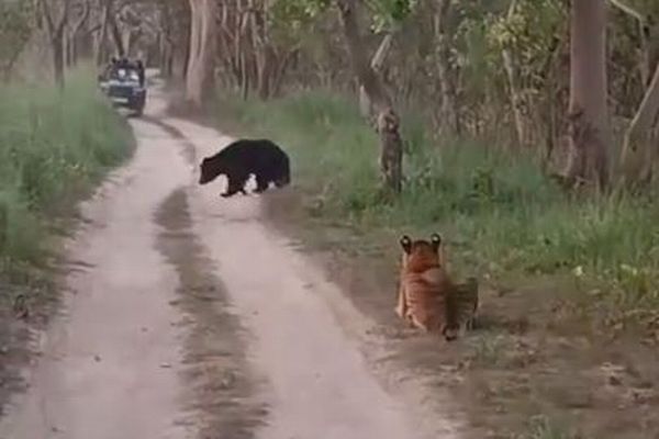 インドの保護区でトラとクマが遭遇、貴重な瞬間を撮影