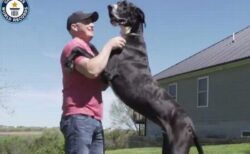 世界一背の高い犬に認定されたワンコ、実は掃除機が苦手だった