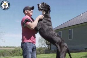 世界一背の高い犬に認定されたワンコ、実は掃除機が苦手だった