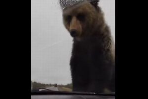 故障中の車にヒグマが接近、車体に乗りドライバーらを恐怖に陥れる【ロシア】