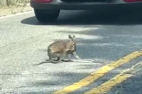 ヘビと格闘するウサギ、優勢に戦いを進める姿に目撃者もびっくり【動画】