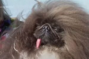 世界一醜いワンコを決めるコンテスト、8歳のペキニーズが優勝