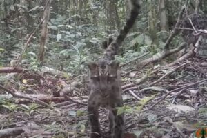 インドネシアに生息するボルネオ・ウンピョウ、家族の貴重な映像を撮影