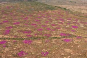 3万4000年前から稼働中のシロアリの塚を発見【南アフリカ】