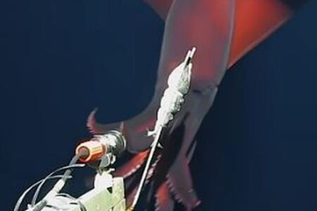 非常に珍しい深海に生息するイカ、カメラに襲い掛かる様子を撮影