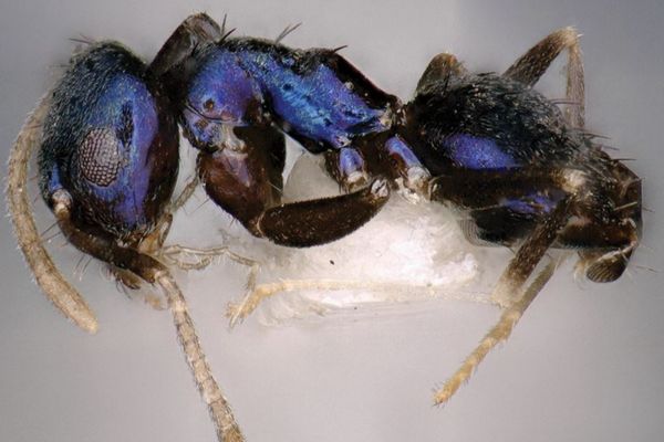 科学者がヒマラヤ地域で、新種の青いアリを発見