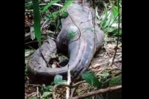 行方不明の女性、大蛇の腹の中から見つかる【インドネシア】
