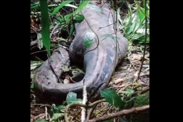行方不明の女性、大蛇の腹の中から見つかる【インドネシア】