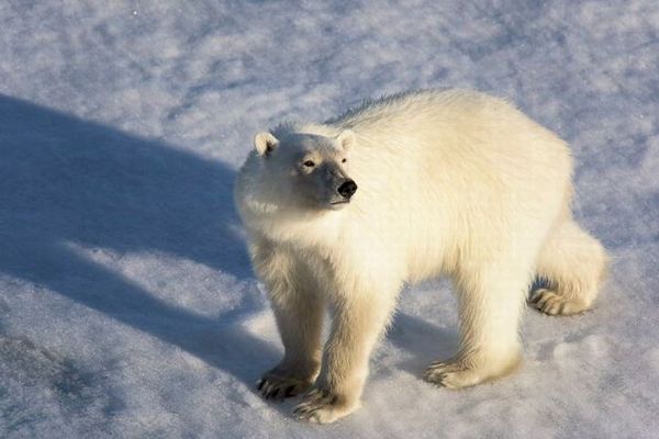 北米で、ホッキョクグマとグリズリーの交雑種を追跡