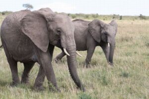 ゾウが仲間に対し、個別に発声をしている可能性、AIで分析