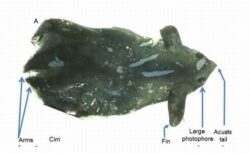 中国の科学者が珍しい「吸血イカ」を発見、新種の可能性